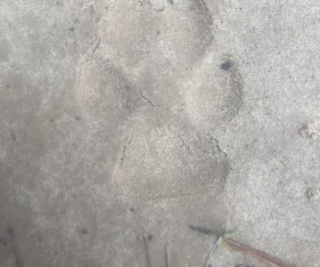 Coyote Tracks (2Feb2022)