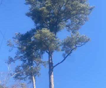 Beautiful Loblolly Pine (5Feb2022)